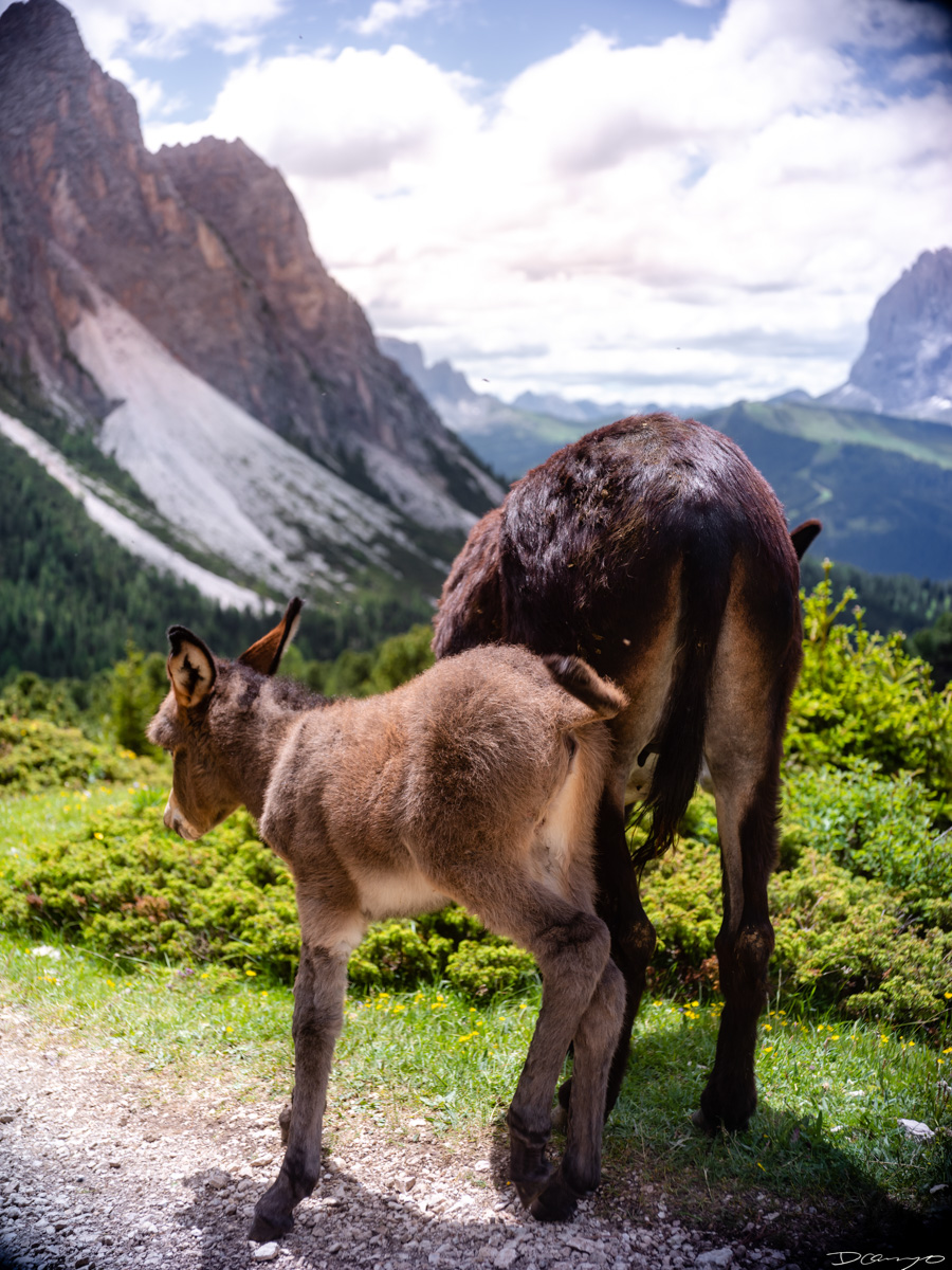 Photos from a trip through Italy in Summer of 2023. Locations include Rome, Florence, Tuscany, Castello di Bossi in Chianti, Siena, San Gimignano, Sirmione on Lake Garda, Bologna, Gudon, Italian Dolomites, Seceda, Cadini di Misurina, and Venice.